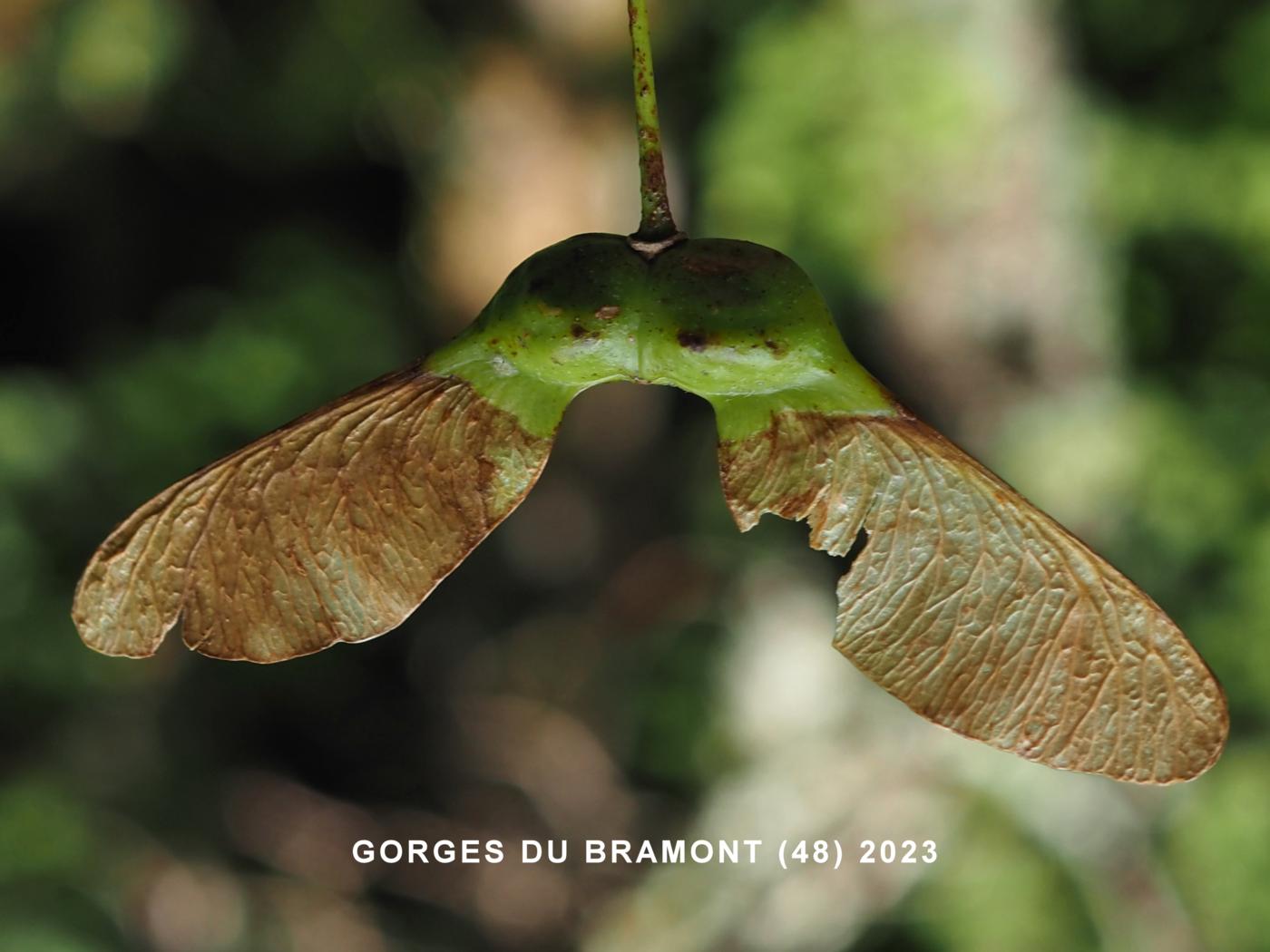 Sycamore fruit